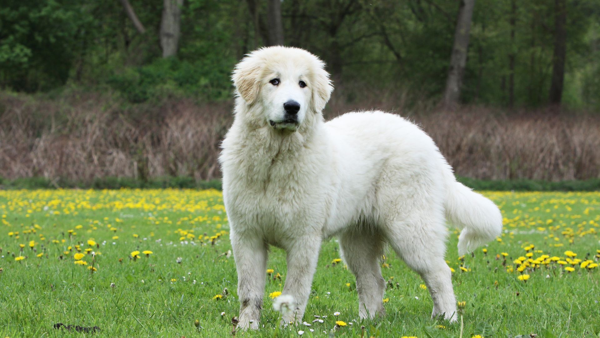 Pyrenean Mountain Dog